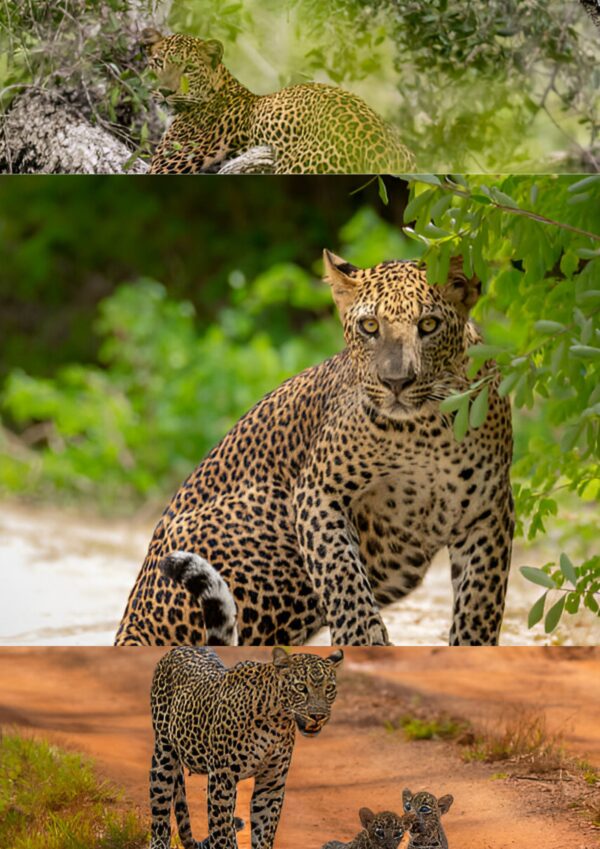 The Wild Side